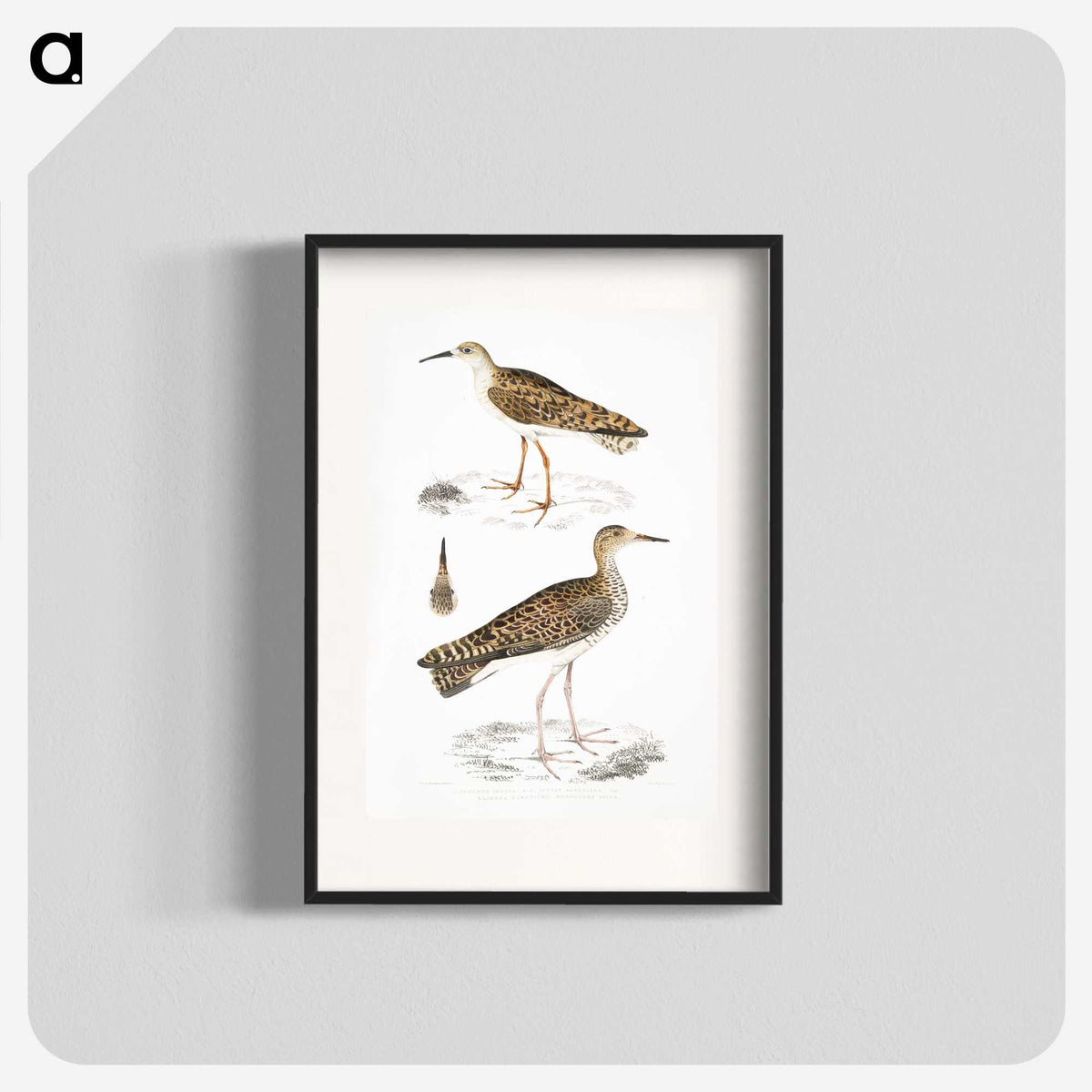 2-80_Indian-Zoology_blk