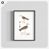 2-80_Indian-Zoology_blk