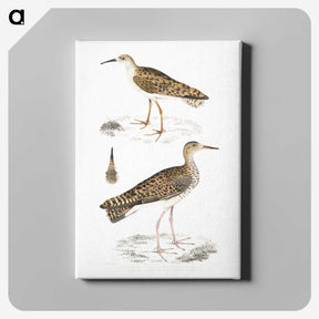 2-80_Indian-Zoology_canvas