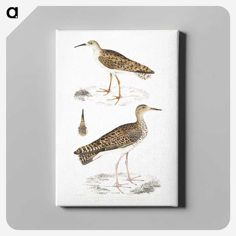 2-80_Indian-Zoology_canvas