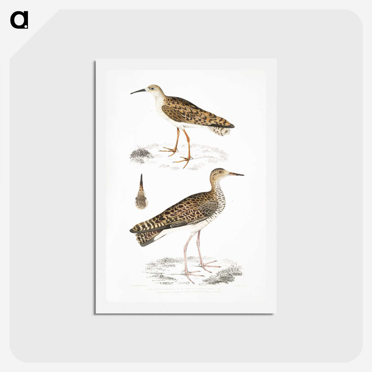 2-80_Indian-Zoology_hagaki