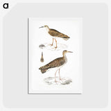 2-80_Indian-Zoology_hagaki