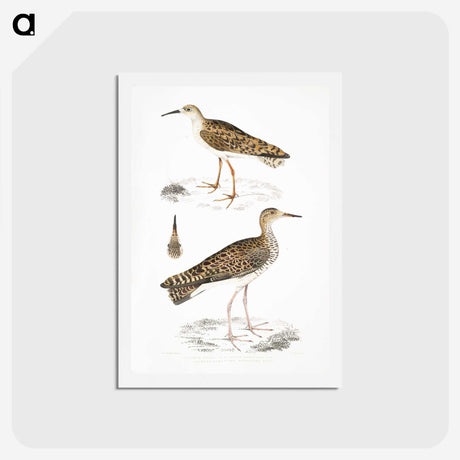 2-80_Indian-Zoology_hagaki