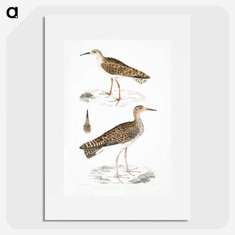 2-80_Indian-Zoology_picture
