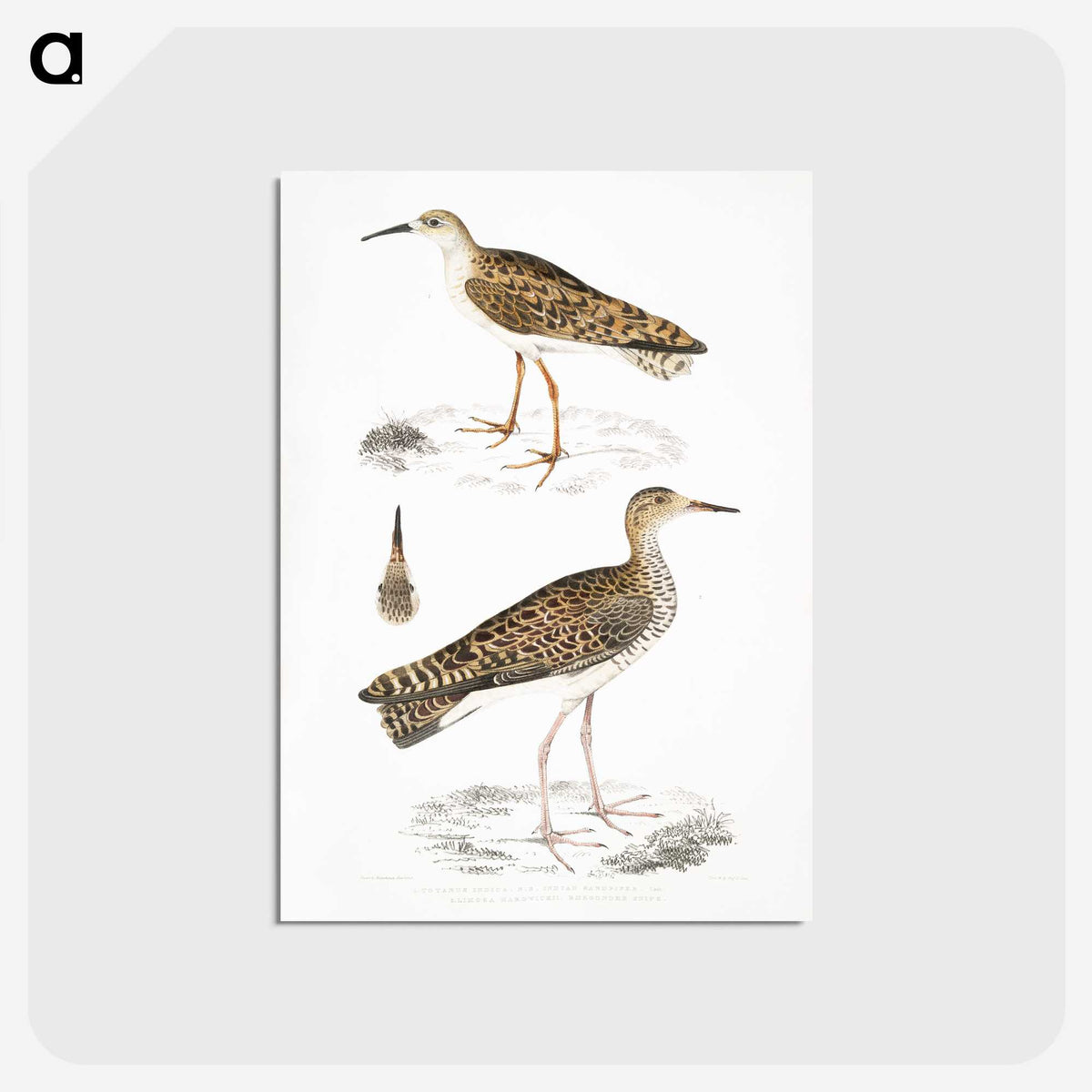 2-80_Indian-Zoology_postcard