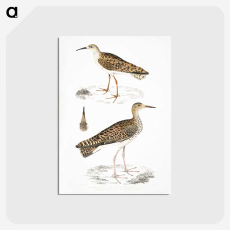 2-80_Indian-Zoology_postcard