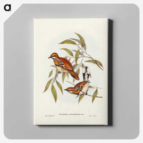 2-80_John-Gould_canvas