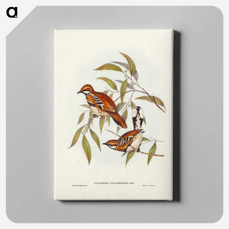 2-80_John-Gould_canvas