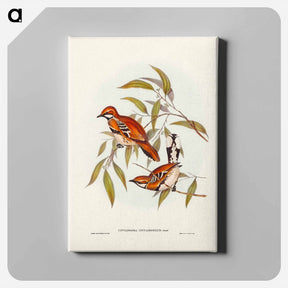 アートパネル-Cinnamon Cinclosoma
 - ジョン グールド Canvas.