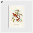 アートポストカード-Cinnamon Cinclosoma
 - ジョン グールド Postcard.