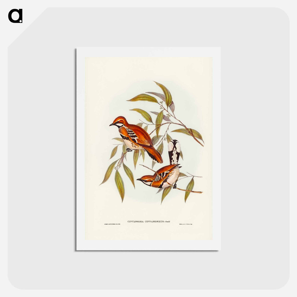 アートポストカード-Cinnamon Cinclosoma
 - ジョン グールド Postcard.
