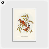 アートポストカード-Cinnamon Cinclosoma
 - ジョン グールド Postcard.