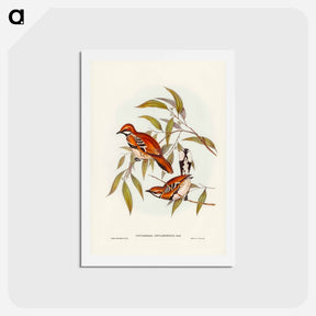 アートポストカード-Cinnamon Cinclosoma
 - ジョン グールド Postcard.