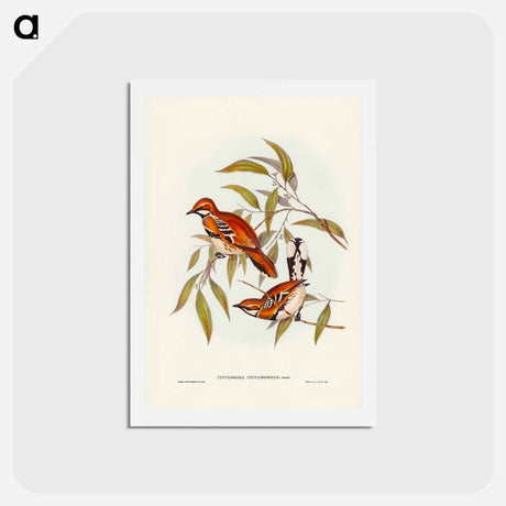アートポストカード-Cinnamon Cinclosoma
 - ジョン グールド Postcard.