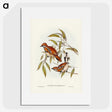 2-80_John-Gould_picture