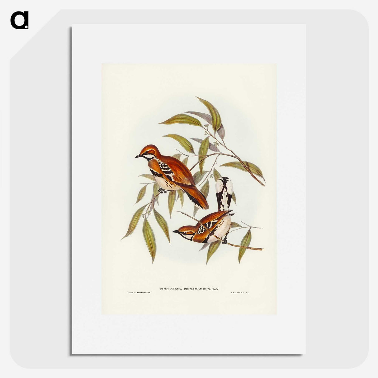2-80_John-Gould_picture