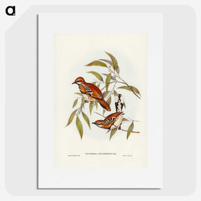 2-80_John-Gould_picture