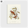 2-80_John-Gould_postcard