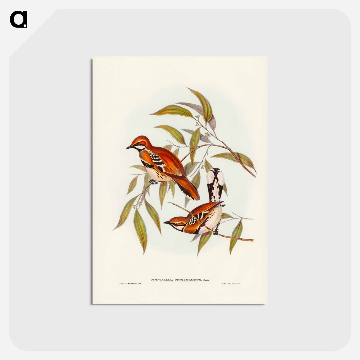 アートポストカード-Cinnamon Cinclosoma
 - ジョン グールド Postcard.