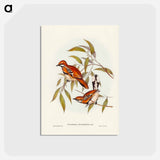 アートポストカード-Cinnamon Cinclosoma
 - ジョン グールド Postcard.