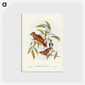 2-80_John-Gould_postcard