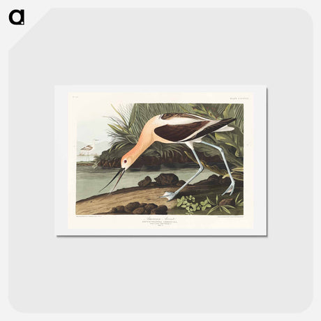 アートポストカード-American Avocet
 - ジョン ジェームス オーデュボン Postcard.