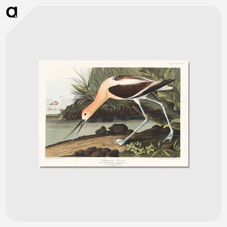 アートポストカード-American Avocet
 - ジョン ジェームス オーデュボン Postcard.