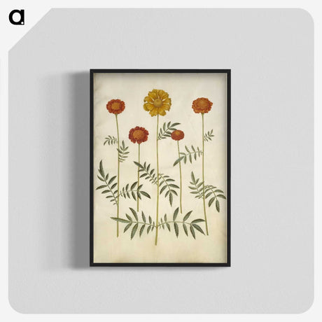 2-80_Maria-Sibylla-Merian_blk-crop