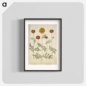 アートポスター-Tagetes Patula
 - マリア ジビーラ メーリアン Poster.
