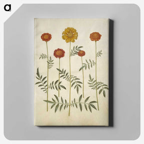 2-80_Maria-Sibylla-Merian_canvas