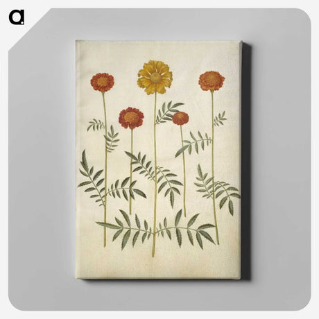 2-80_Maria-Sibylla-Merian_canvas