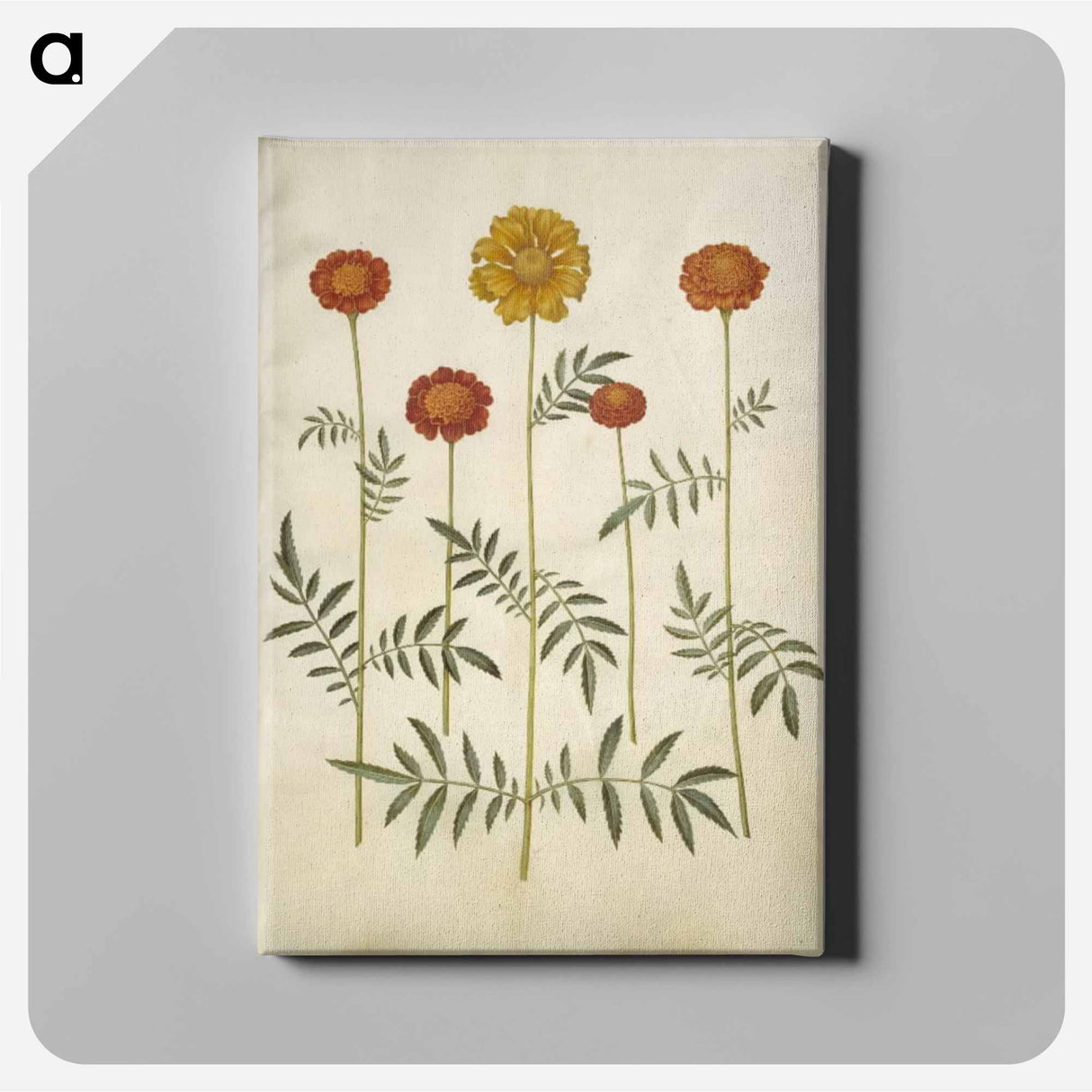 アートパネル-Tagetes Patula
 - マリア ジビーラ メーリアン Canvas.