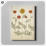 アートパネル-Tagetes Patula
 - マリア ジビーラ メーリアン Canvas.