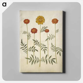 アートパネル-Tagetes Patula
 - マリア ジビーラ メーリアン Canvas.