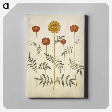 アートパネル-Tagetes Patula
 - マリア ジビーラ メーリアン Canvas.