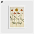 アートポストカード-Tagetes Patula
 - マリア ジビーラ メーリアン Postcard.