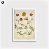 アートポストカード-Tagetes Patula
 - マリア ジビーラ メーリアン Postcard.