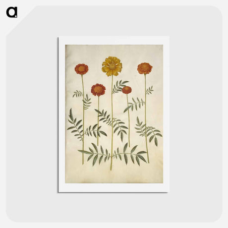 アートポストカード-Tagetes Patula
 - マリア ジビーラ メーリアン Postcard.