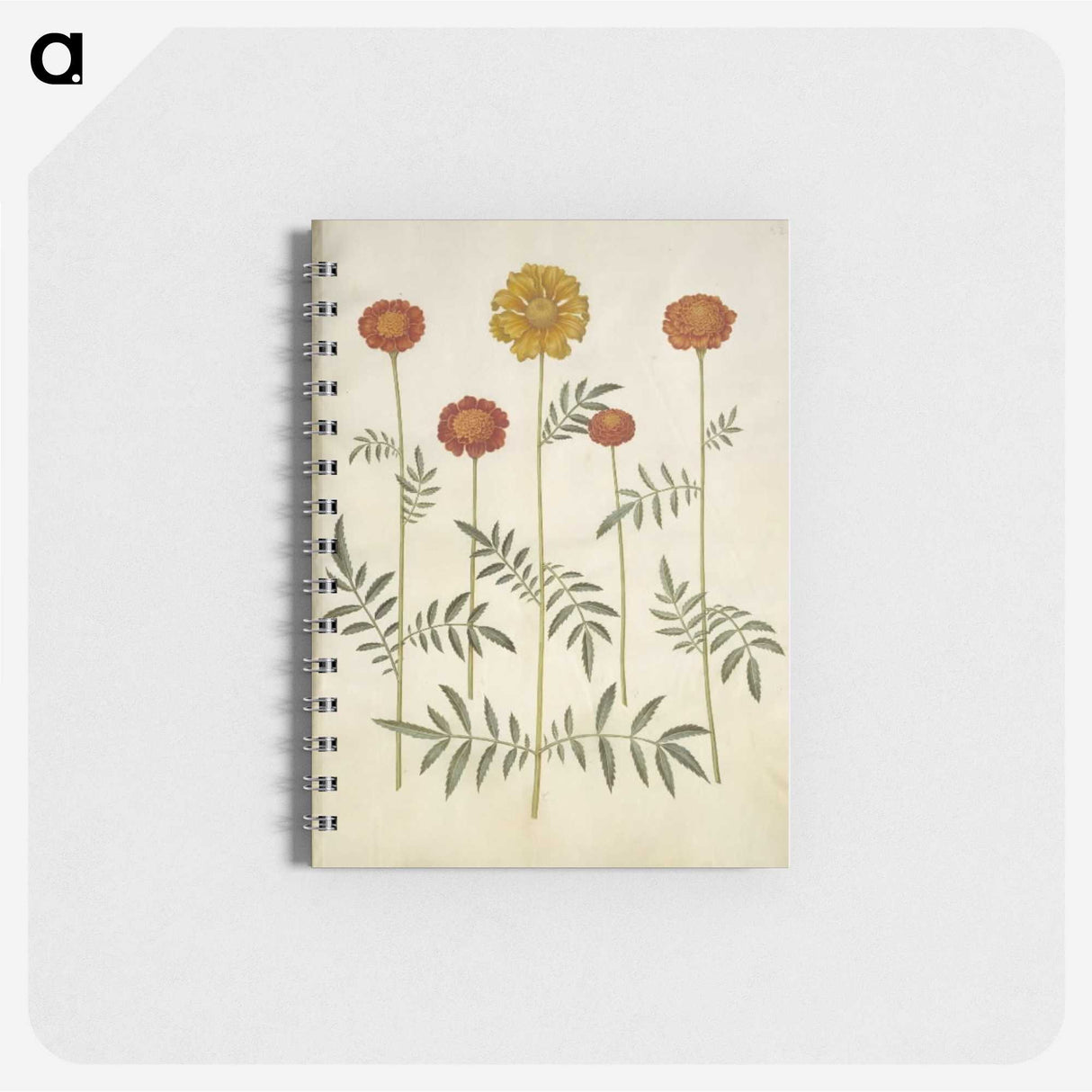 2-80_Maria-Sibylla-Merian_memo