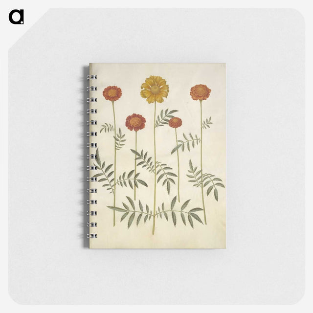 2-80_Maria-Sibylla-Merian_memo