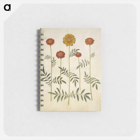 アートメモ帳-Tagetes Patula
 - マリア ジビーラ メーリアン Memo.