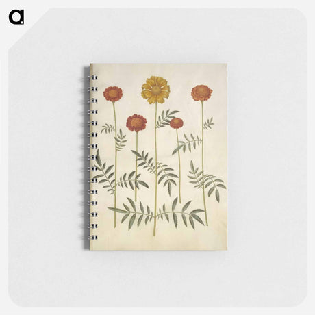 アートメモ帳-Tagetes Patula
 - マリア ジビーラ メーリアン Memo.