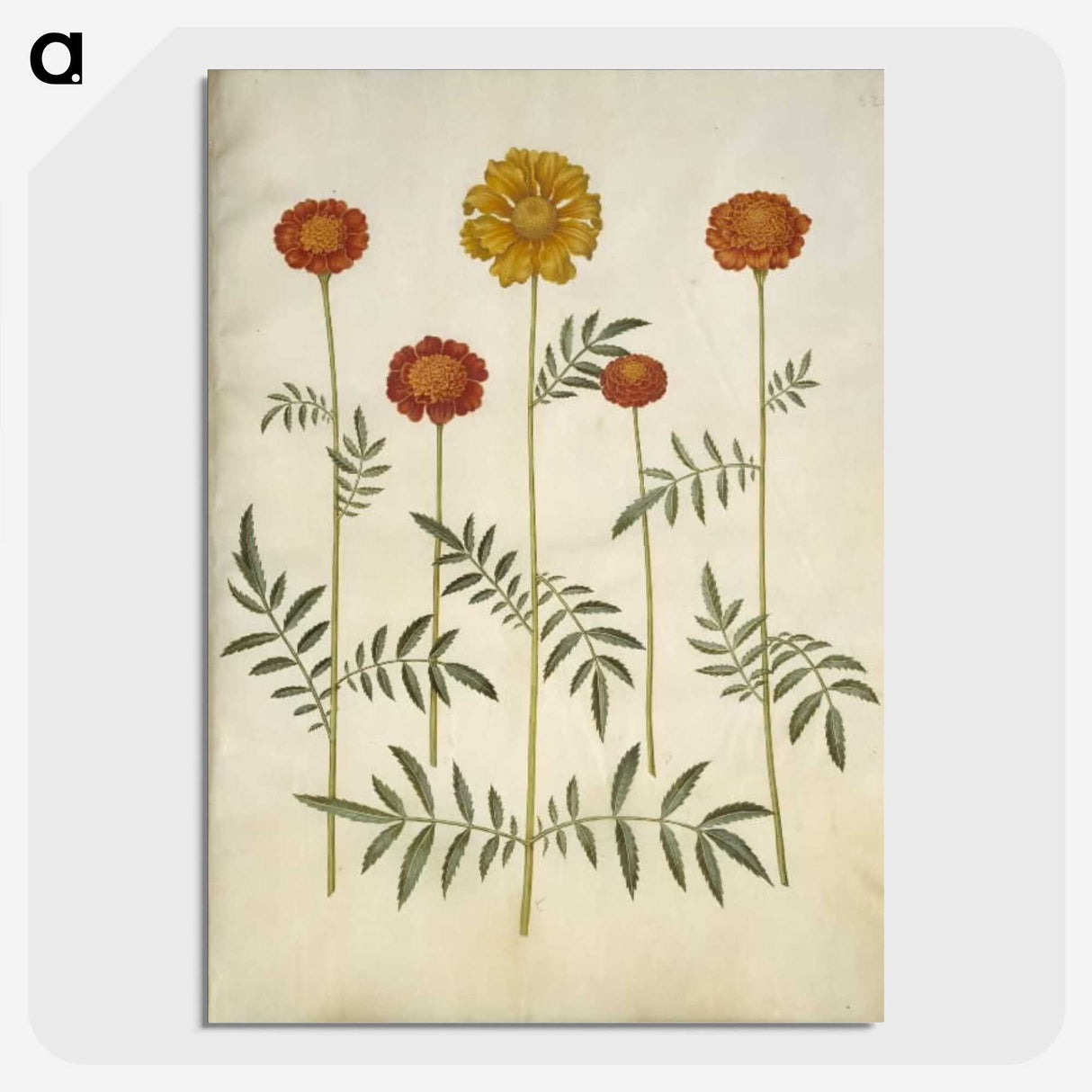 2-80_Maria-Sibylla-Merian_picture-crop