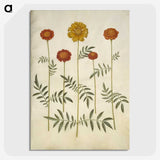 2-80_Maria-Sibylla-Merian_picture-crop