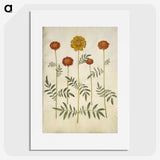 2-80_Maria-Sibylla-Merian_picture
