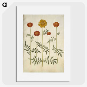 2-80_Maria-Sibylla-Merian_picture