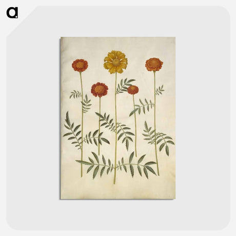 アートポストカード-Tagetes Patula
 - マリア ジビーラ メーリアン Postcard.