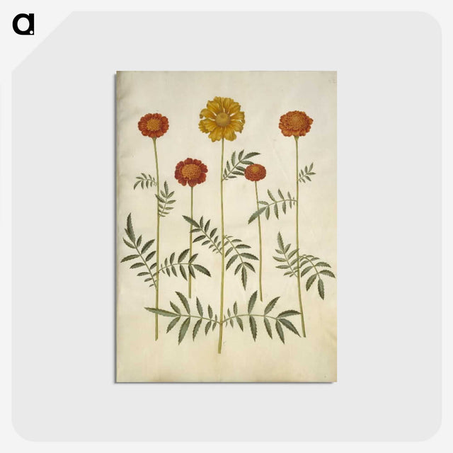 2-80_Maria-Sibylla-Merian_postcard
