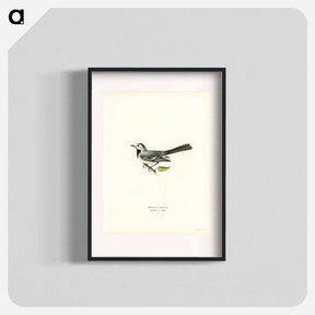 アートポスター-Pied Wagtail
 - スヴェンスカ フォグラル Poster.