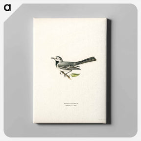 アートパネル-Pied Wagtail
 - スヴェンスカ フォグラル Canvas.